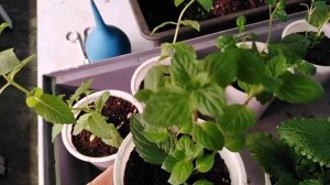 27 октября 2022г. СВЕЖАЯ МЯТА и МЕЛИССА ВСЮ ЗИМУ