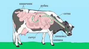 Пищеварение у жвачных