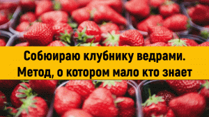 Собираю клубнику ведрами. Метод, о котором мало кто знает