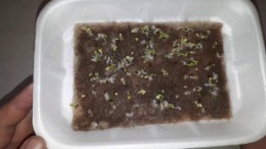 Микрозелень на окне. Что получилось.mp4