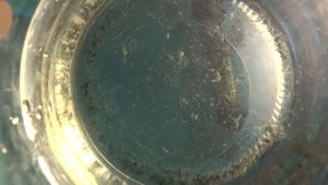 Мальки тернеций, какие же они маленькие!!! Чуть не вылил малька!