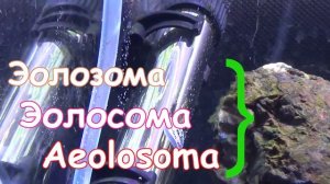 ? Незваные гости III  ? червь с круглой головой и белые точки