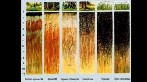 6 класс  География  Почвы  Причины почвообразования  Виды почв