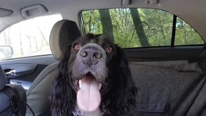 Русский спаниель. Прогулки по лесу весной.