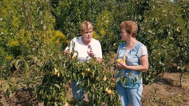 Зимостойкие вкусные груши  - проверенные сорта