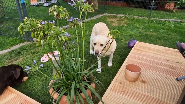 Mayfieldgarden Nr.2508 So schön. Die Labrador Damen haben einfach Spaß mit einander. #labradorwelpe смотреть онлайн