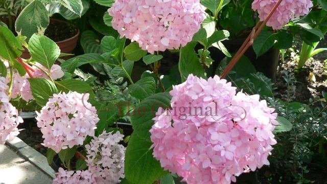 Садовая или крупнолистная гортензия.