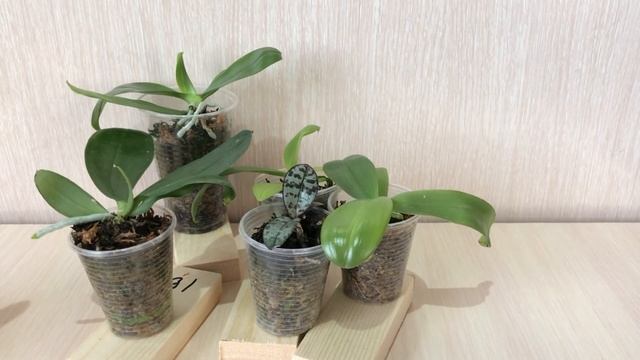 Сеянцы орхидей на блоке. Уход и выращивание сеянцев орхидей. смотреть онлайн