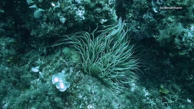 snakelocks anemone - Anemonia viridis смотреть онлайн