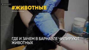 В Барнауле чипируют животных