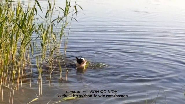 Мечты сбываются !!! Буся моя первая собака которая сама поплыла и плавает ))))))))))))))))) смотреть онлайн