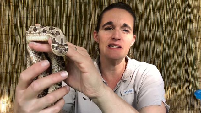 Bar C Ranch: A Virtual Backyard Zoo - Meet a Hognose Snake смотреть онлайн