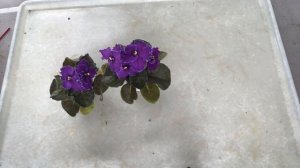 AFRICAN VIOLETS in bloom in January. ФИАЛКИ цветут в январе. Мои новые сорта. Обзор сортов.