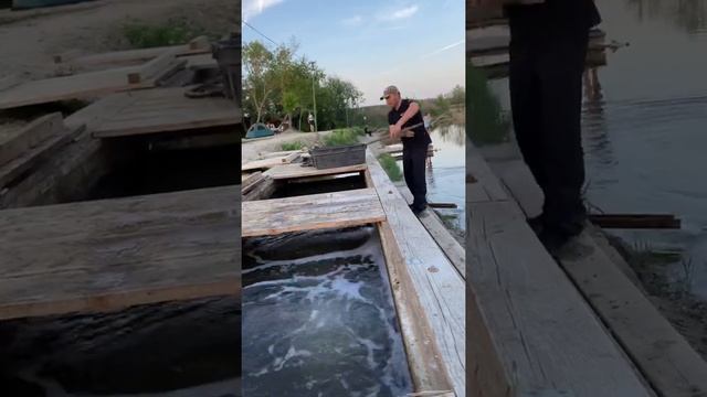 пруд Чёрные камни 15.05.21. Запуск осётра. смотреть онлайн