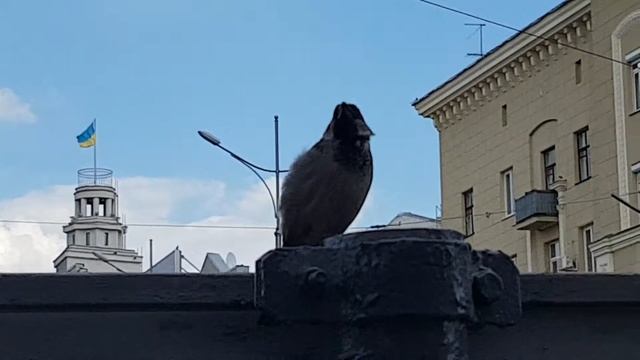 Этому воробью есть что сказать! смотреть онлайн