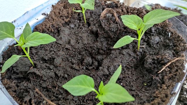 Рассада укрепляется прямо на глазах! Подкормите этим рассаду сейчас! Урожай будет огромный! смотреть онлайн