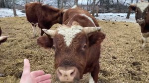 Наши бычки в загоне