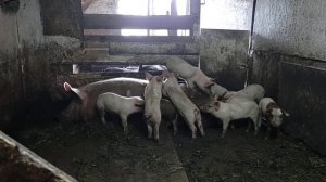 После многолетнего опыта кастрации вьетнамских поросят, делюсь впечатлением о белых поросятах.