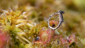 Fleischfressende Pflanze - Sonnentau im Hochmoor - Drosera rotundifolia - Karnivore