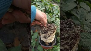 Саженцы ежевики Карака Блэк. 21 октября 2023г.