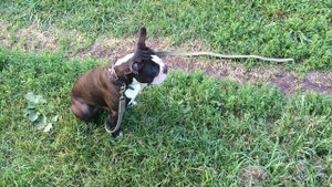 Дрессировка бостон терьера.Отрабатываем выдержку.