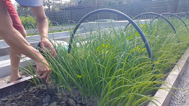 127. Шикарный урожай зеленого лука. смотреть онлайн