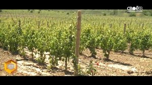 Сделано на Ставрополье. Виноградиники Колесникова