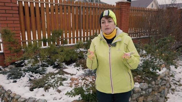 Можжевельники – это стильно и красиво