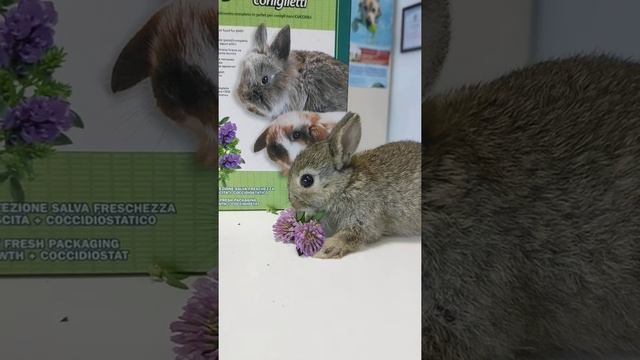 Карликовый кролик минор смотреть онлайн