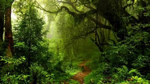 Звуки леса и воды под альфа волны. Для медитации, сна и релакса