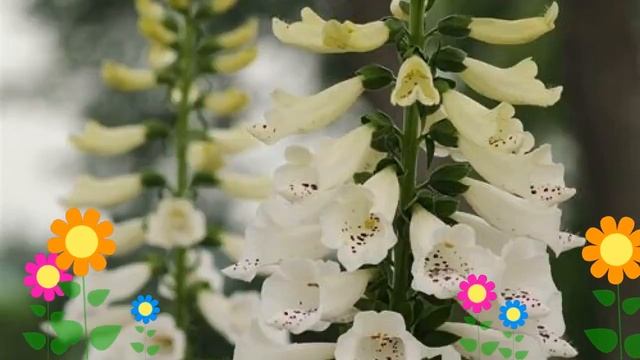 Наперстянка пурпурная Dalmatian White. Краткий обзор, описание характеристик, где купить саженцы