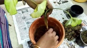 Repotting Syngonium Plant