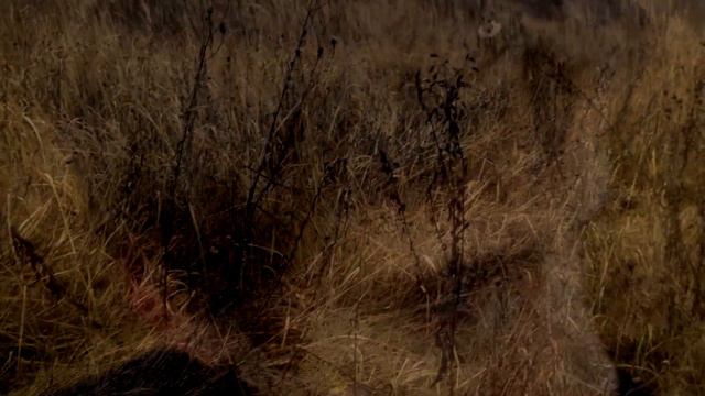 Современная Поэзия. Анна Бобровская - "Ваша Дочка" смотреть онлайн