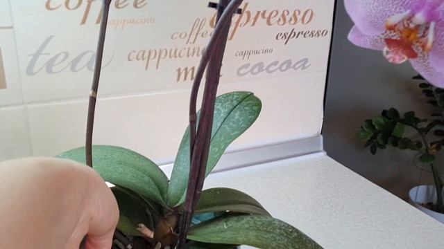 Эта Орхидея ЦВЕТЁТ без отдыха ???? смотреть онлайн