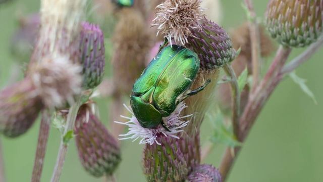 Rose Chafer feeds on the thistle. Бронзовка золотистая кормится на чертополохе.
