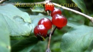 Ядовитые ягоды