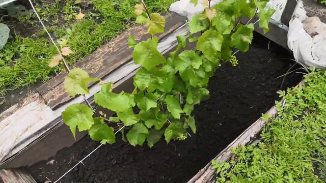 Молодой виноград в открытом грунте смотреть онлайн