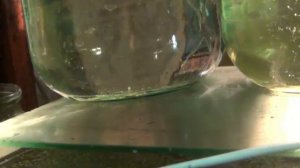 Учебное видео: культивирование дафнии