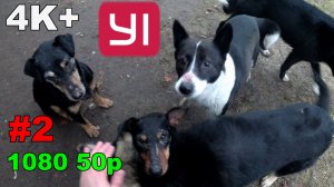 #2. Загонная ОХОТА. 15 декабря 2018г.