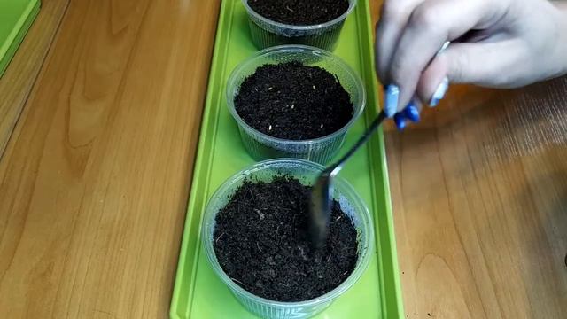 👍Простой и эффективный способ посева пеларгонии.🌸 Подойдёт новичкам.🌸 смотреть онлайн