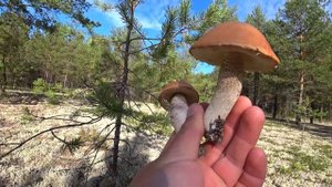 Сбор грибов в Архангельской области. Дары Поморья. Ленский район.