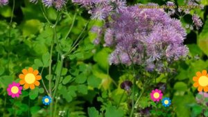 Василистник водосборолистный. Краткий обзор, описание характеристик thalictrum aquilegiifolium