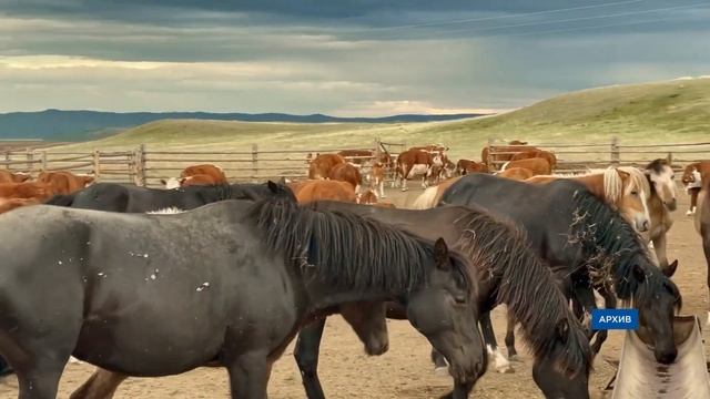 Главное за день: жители Бурятии спасают котят, боятся медведей и лечат лошадей смотреть онлайн