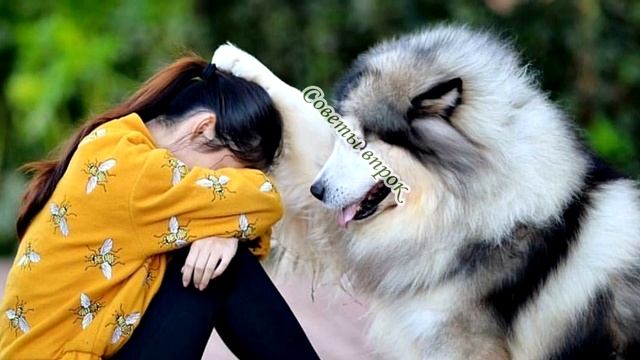 ➤ Как понимать любимую собаку… ➤ Язык животных ➤ Собака и человек. смотреть онлайн