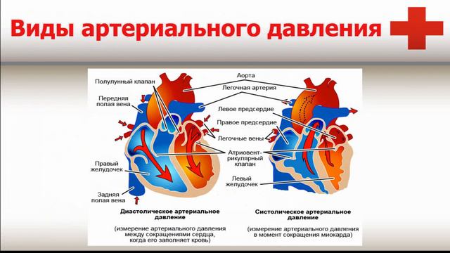 Школа артериальной гипертонии. Часть 1. Что такое артериальное давление...?