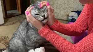 Кот-истеричка/ Британский вислоухий кот