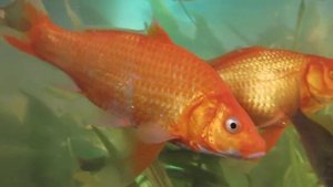 Карпы кои в аквариуме | ПРИРОДА ТВ