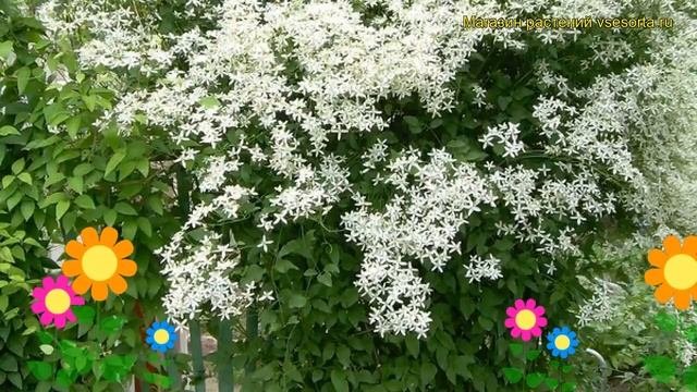 Клематис прямой. Краткий обзор: Клематис прямой описание характеристик, где купить Clematis Recta