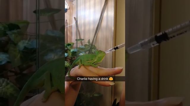 Charlie the Chameleon