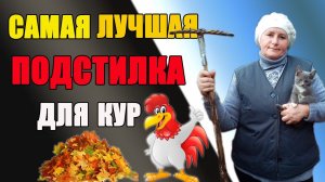 Самая лучшая подстилка для кур